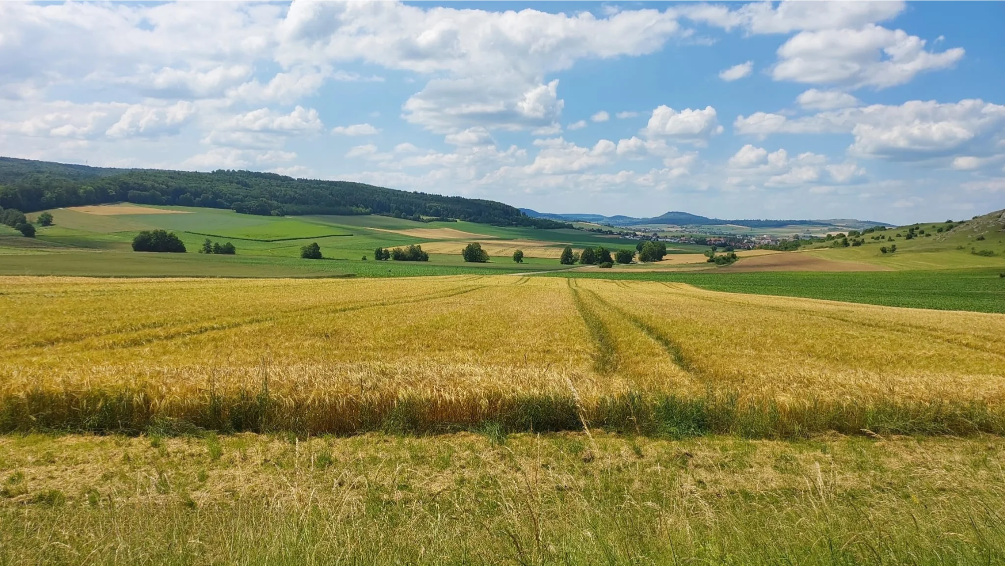 Weites Weizenfeld unter hellem Himmel